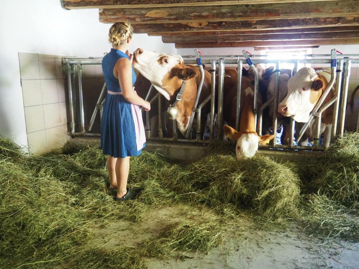 Zickerreith Almhutte Hostel Rosenau am Hengstpass Bagian luar foto